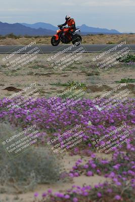 media/Jan-14-2023-SoCal Trackdays (Sat) [[497694156f]]/Turn 14 Exit Bloomig (145pm)/